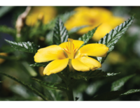 Damiana - Turnera diffusa